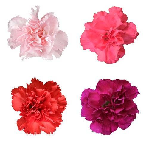 VALENTINE`S DAY 2026 PACK  MINI CARNATIONS ASSORTED COLORS